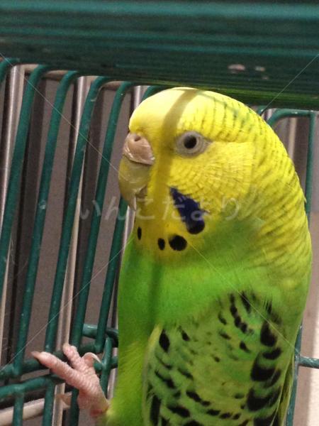 コメントの画像