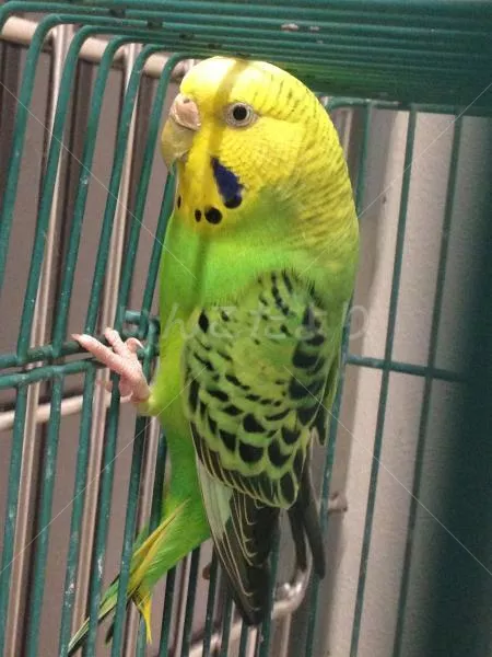 コメントの画像