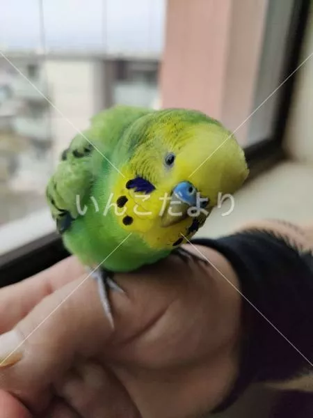 コメントの画像