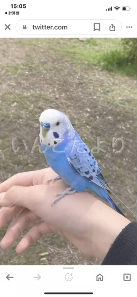 コメントの画像