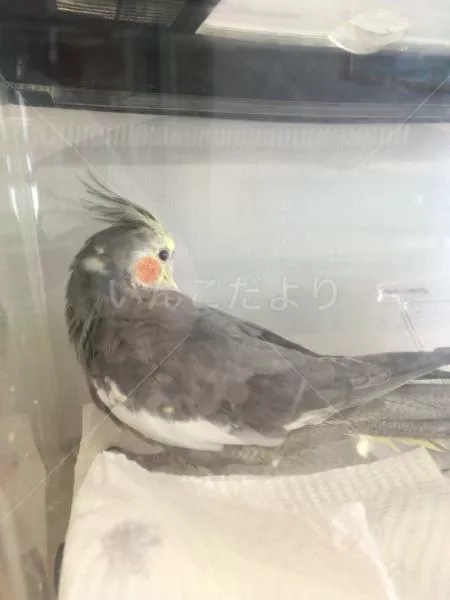 コメントの画像