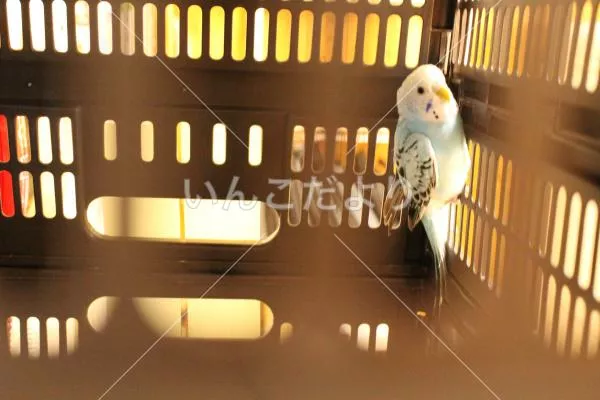 コメントの画像