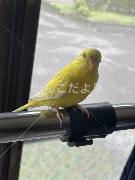 コメントの画像