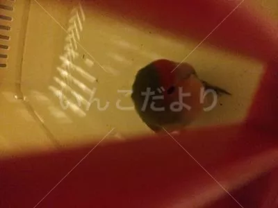 コメントの画像