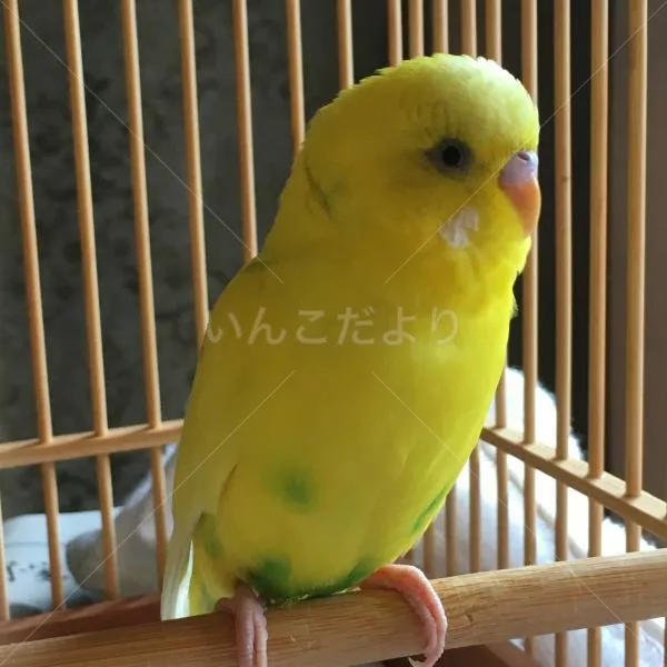 コメントの画像