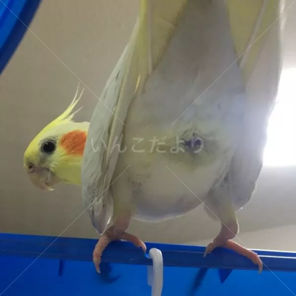 コメントの画像