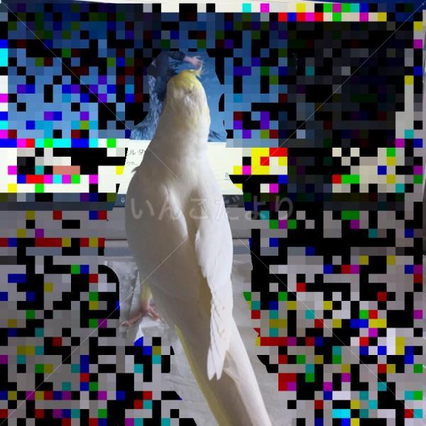 コメントの画像
