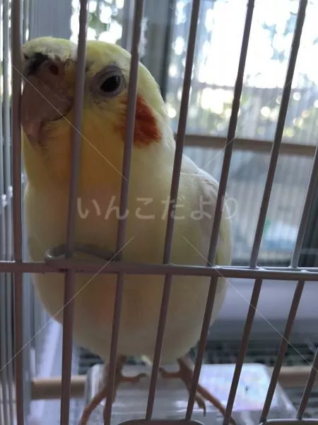 コメントの画像