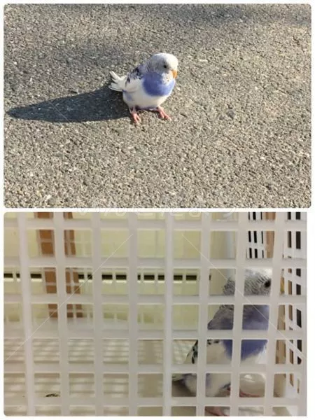 コメントの画像