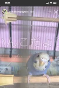 コメントの画像