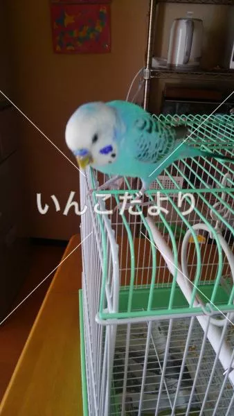 コメントの画像