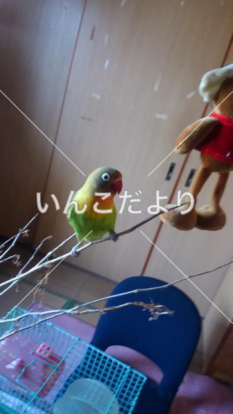 コメントの画像