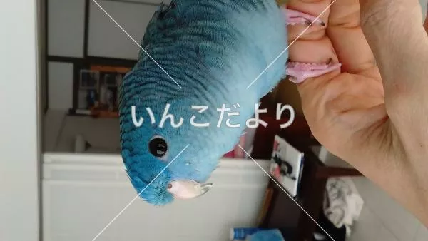 コメントの画像