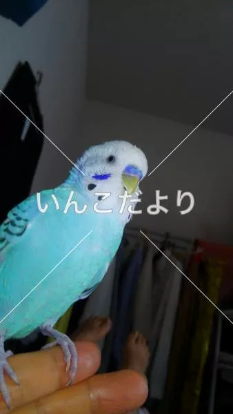 コメントの画像