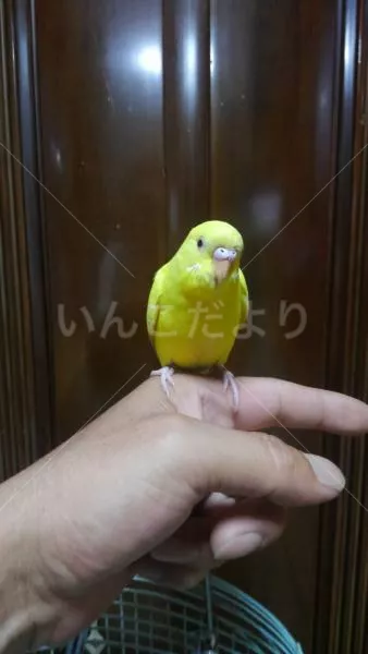 コメントの画像