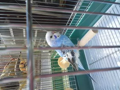 コメントの画像