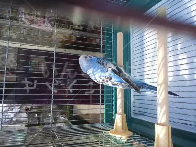 コメントの画像