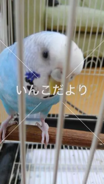 コメントの画像