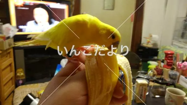 コメントの画像