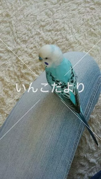 コメントの画像