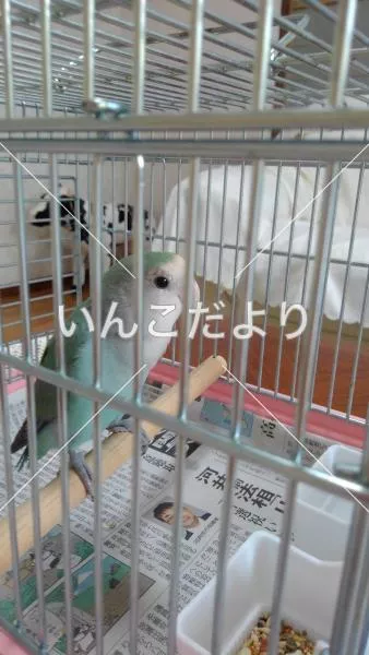 コメントの画像