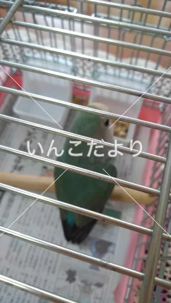 コメントの画像