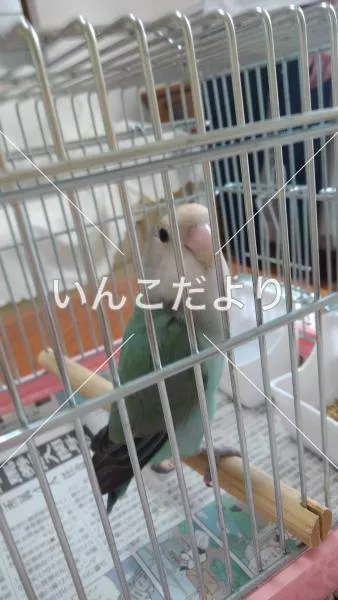 コメントの画像