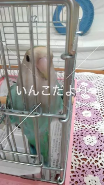 コメントの画像