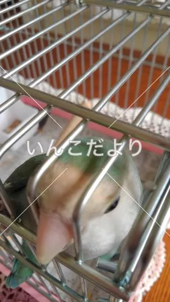 コメントの画像