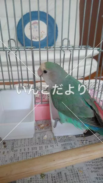 コメントの画像