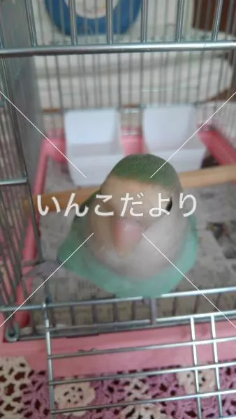 コメントの画像