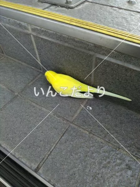 コメントの画像