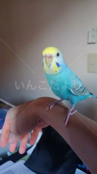 コメントの画像