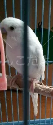 コメントの画像