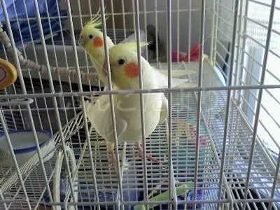 コメントの画像