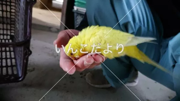 コメントの画像