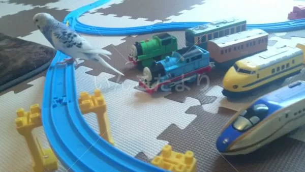 コメントの画像