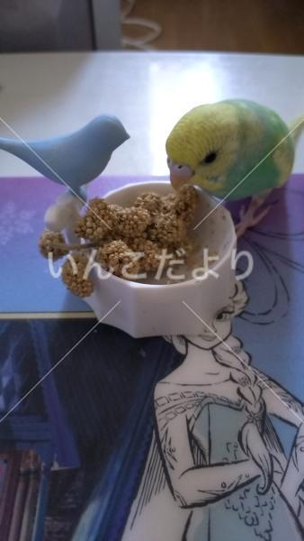 コメントの画像