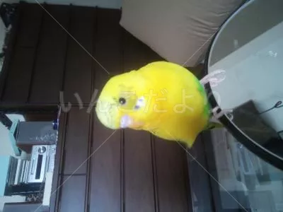 コメントの画像