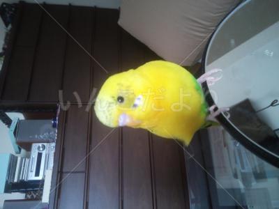 コメントの画像