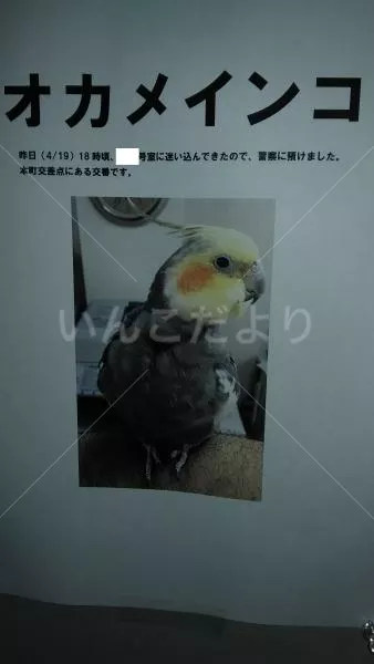 コメントの画像