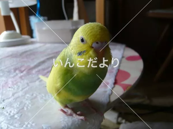 コメントの画像