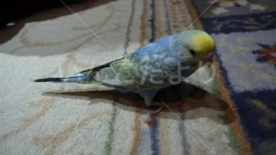 コメントの画像