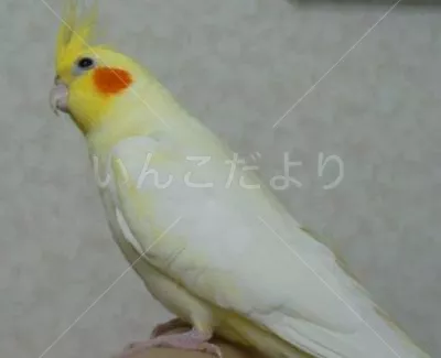 コメントの画像