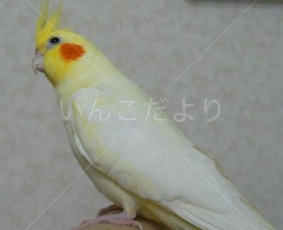 コメントの画像