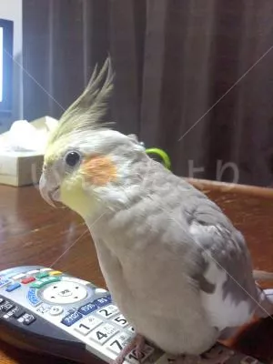 コメントの画像