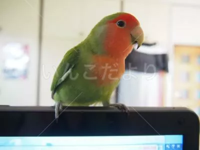 コメントの画像