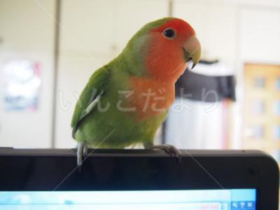 コメントの画像