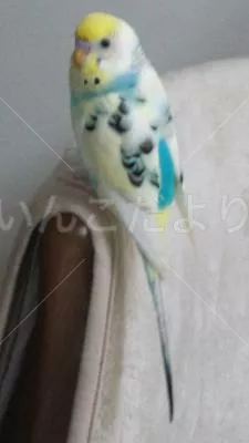 コメントの画像