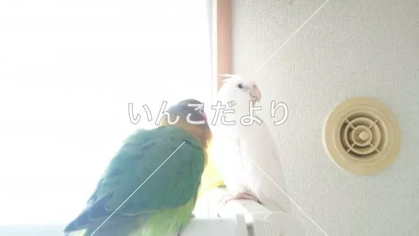 コメントの画像